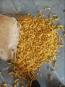 Turmeric Finger ( Curcuma Longa )